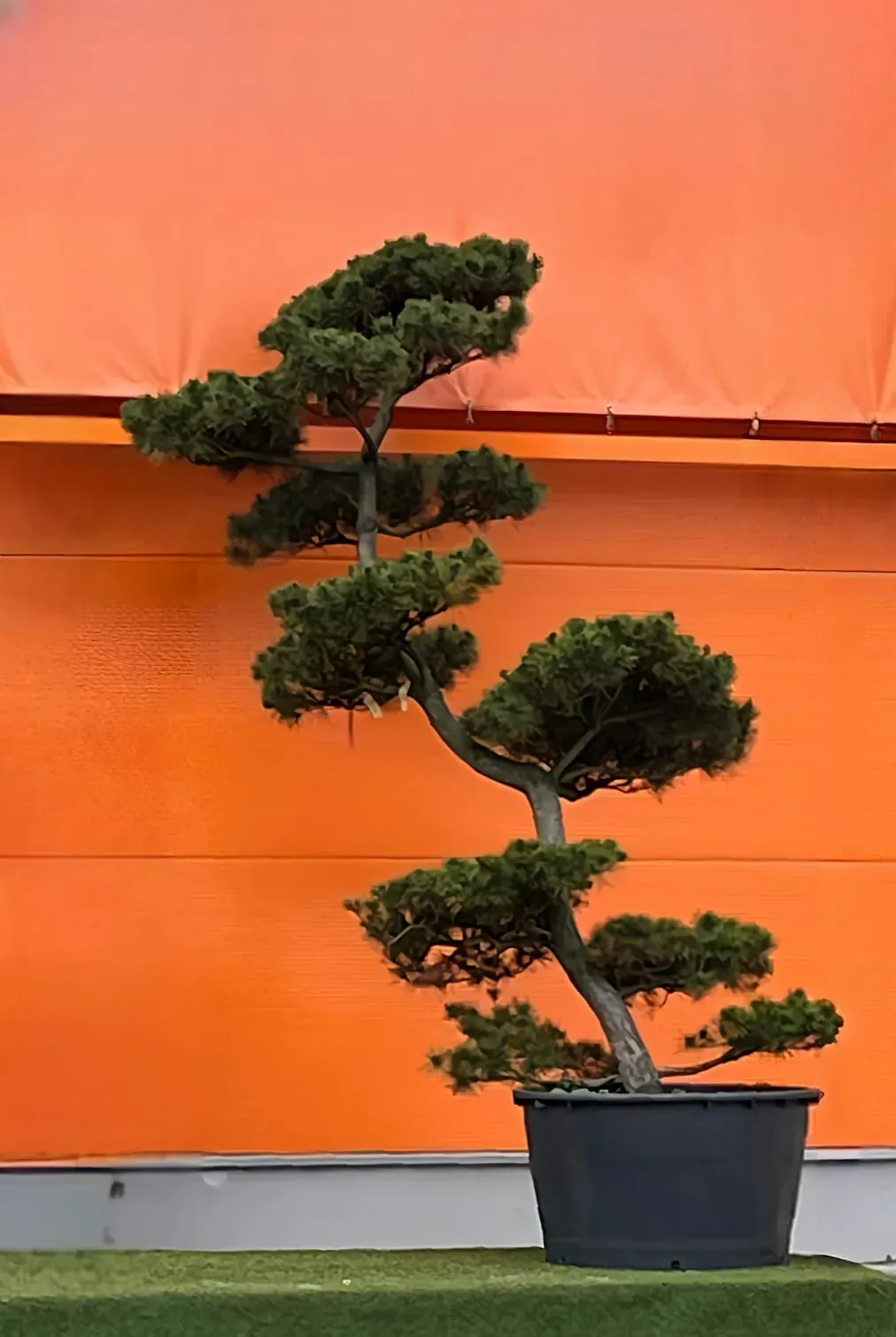 Żywa rzeźba w sercu ogrodu. Solitery o unikatowej formie.