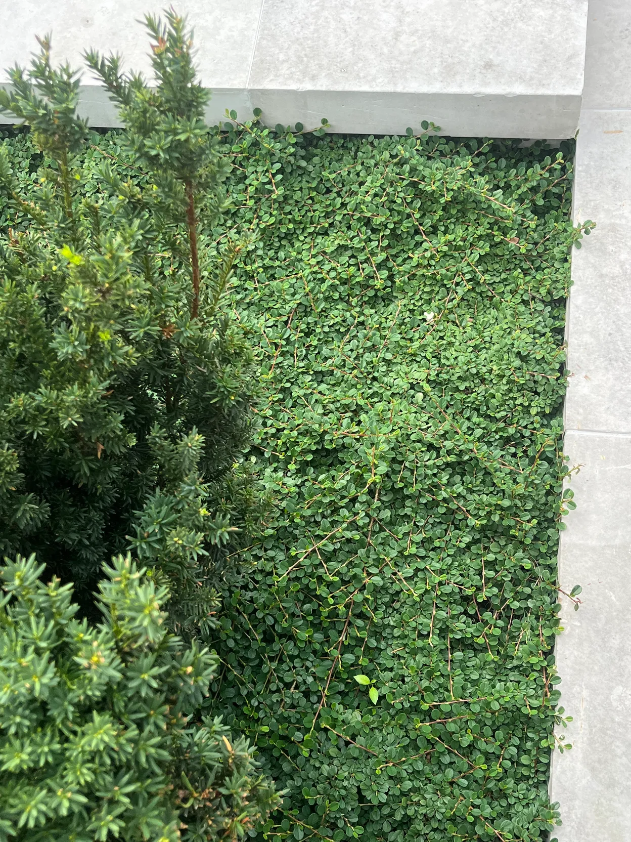 OP_1 - Warszawa - Pałac Branickich Garden