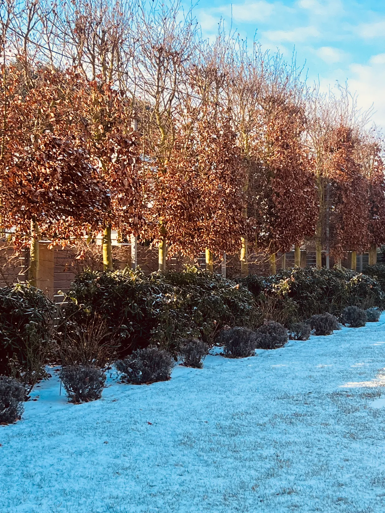 O_1 - Szczecin - Niepołomicka Garden