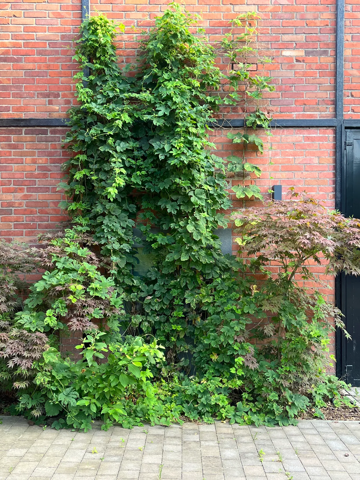 OP_5 - Gryfice - Folga Hotel Restauracja Browar Spa Garden