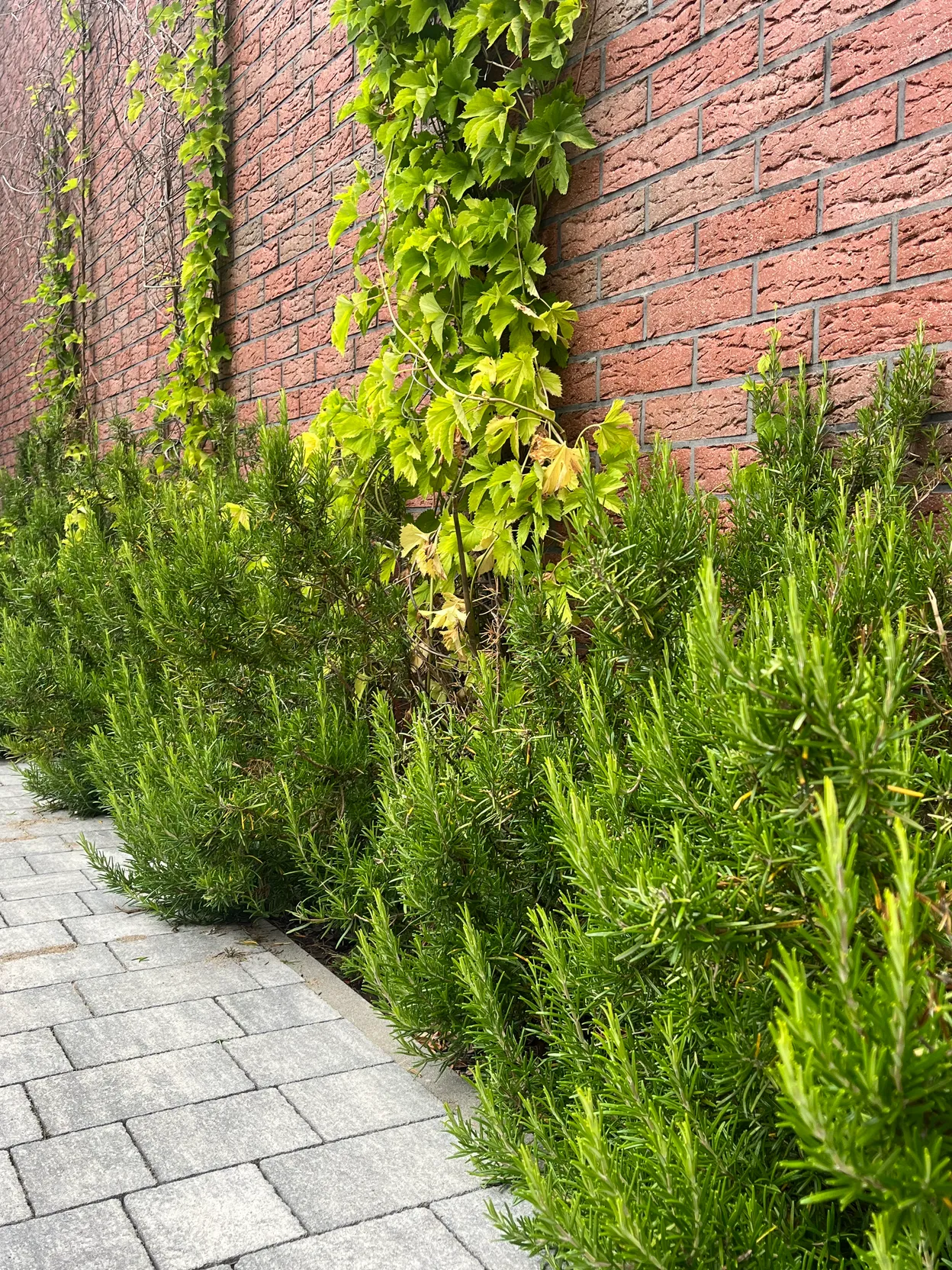 OP_5 - Gryfice - Folga Hotel Restauracja Browar Spa Garden