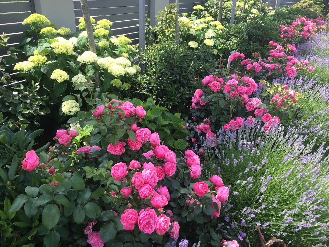 O_1 - Szczecin - Niepołomicka Garden