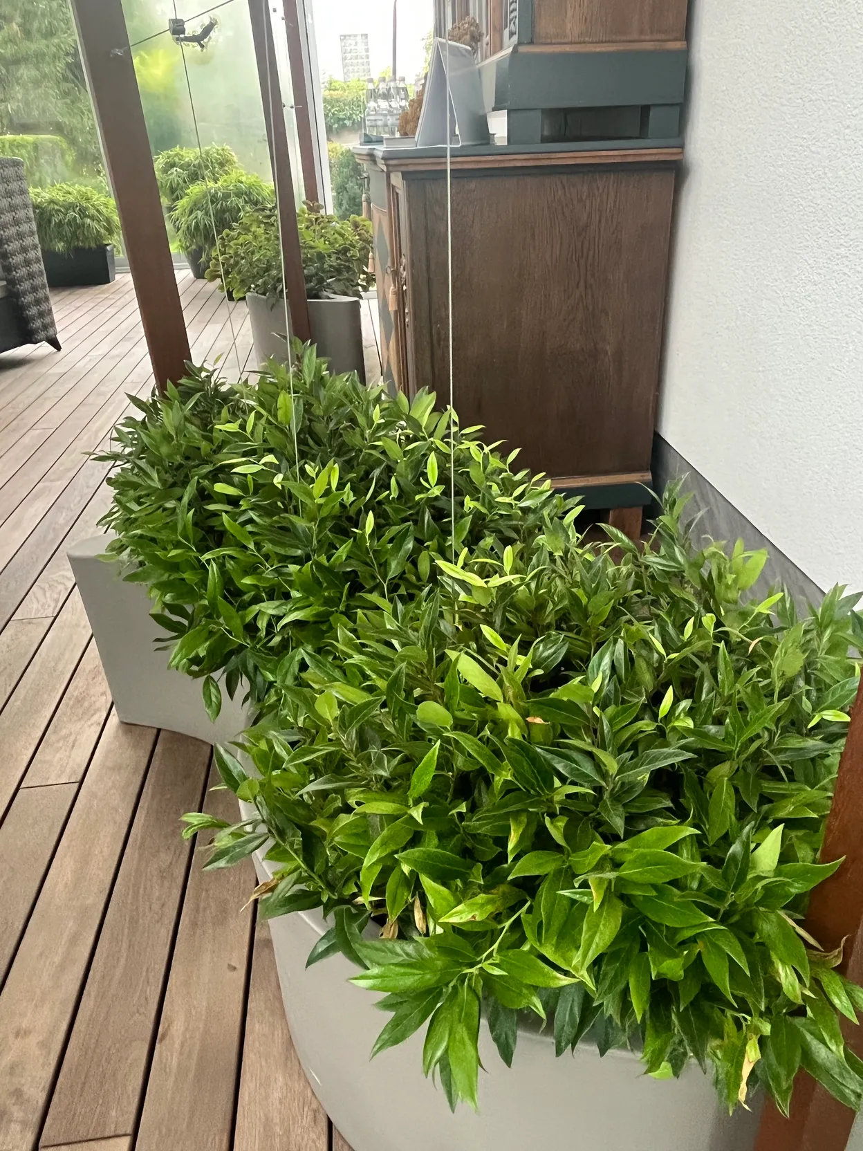 OP_3 - Szczecin Zdroje - Hahs-Klinika Implantologii i Ortodoncji Garden