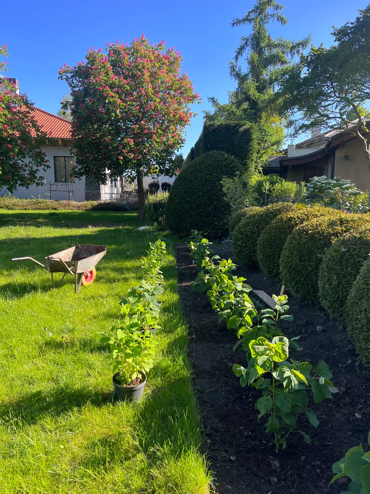 O_5 - Szczecin - Kameralna Garden