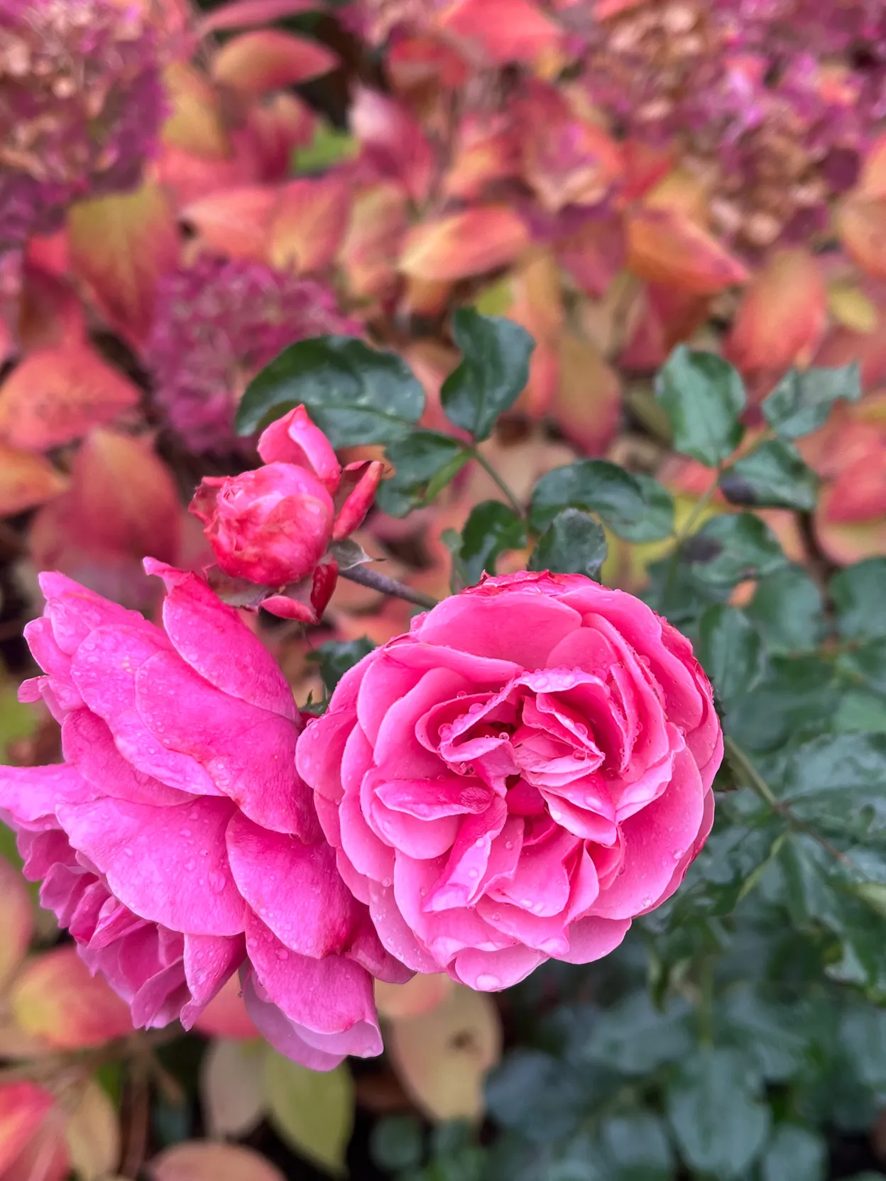 O_1 - Szczecin - Niepołomicka Garden