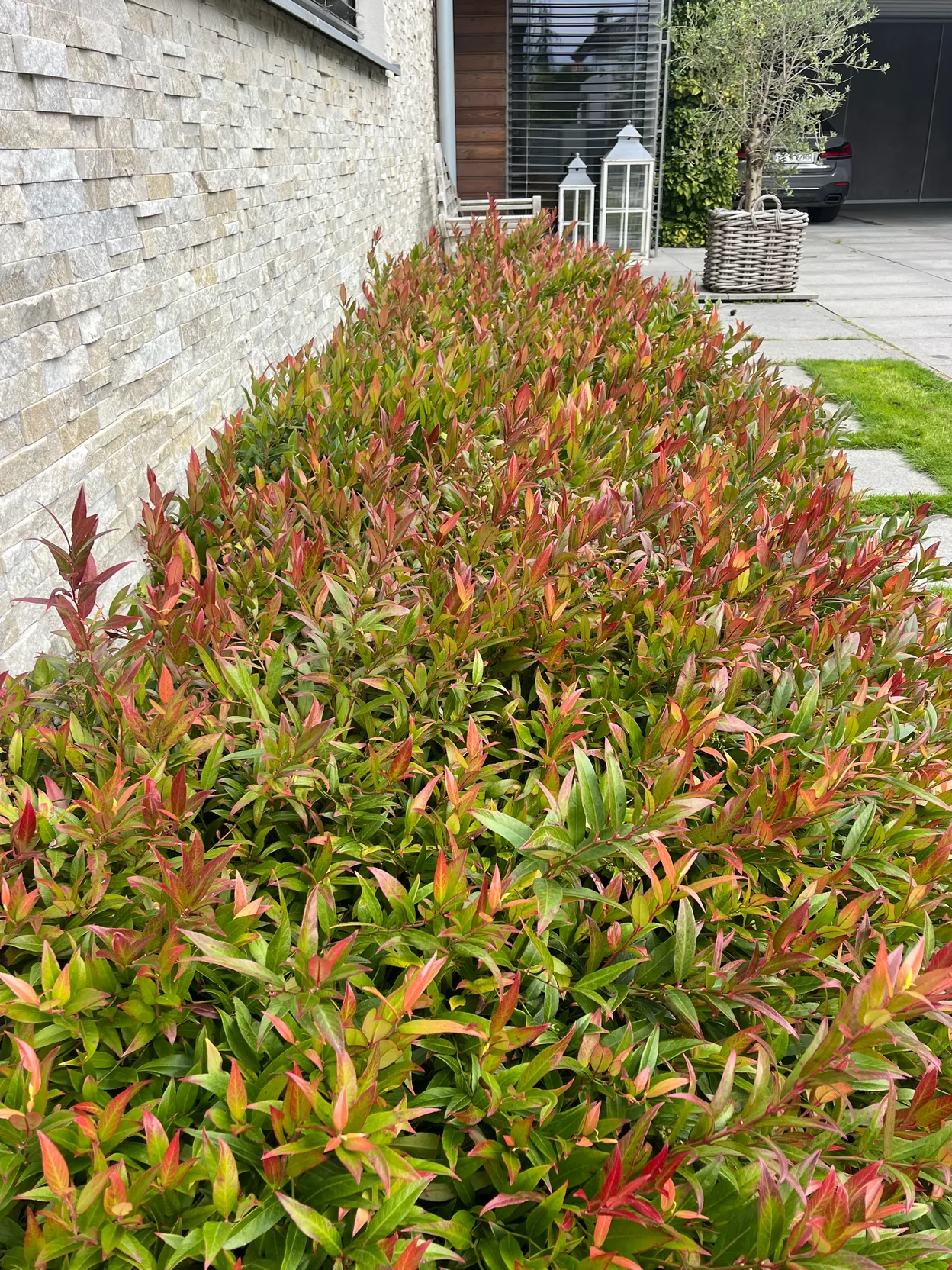 O_1 - Szczecin - Niepołomicka Garden